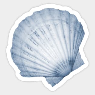 Blue fan seashell Sticker